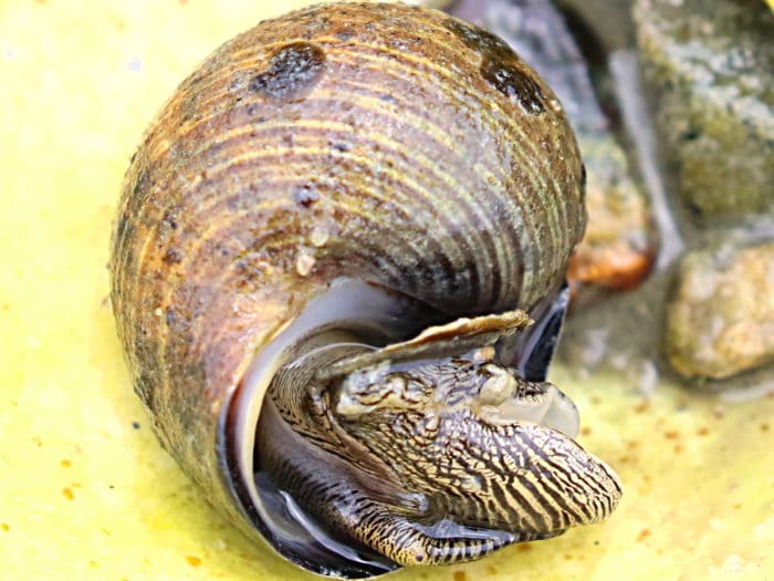 Helcionelloida