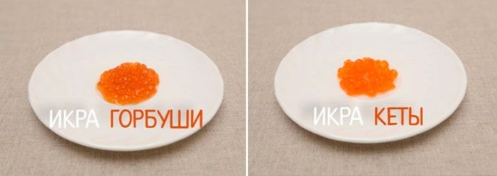 чем отличается икра горбуши от икры кеты 