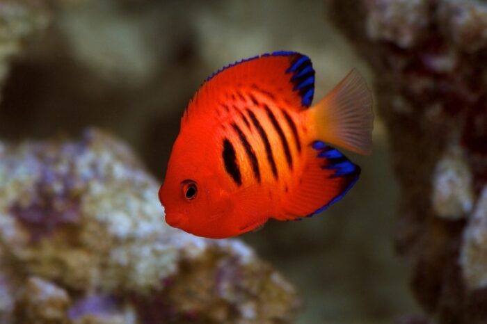 королевский центропиг 