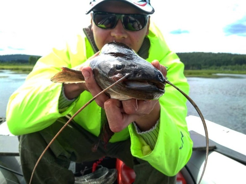 характерная особенность всех сомов - длинные усы