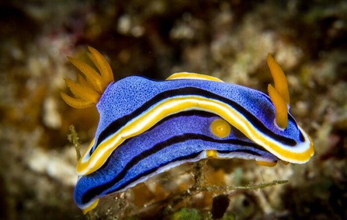 необычная рыба нудибранч 
