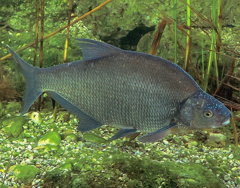 как4 выглядит черный амурский лещ 