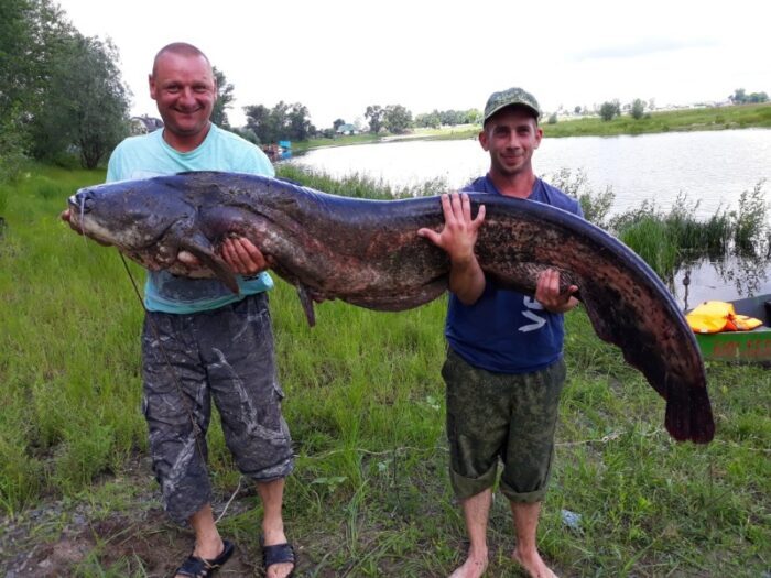 самый крупный сом из Белоруссии