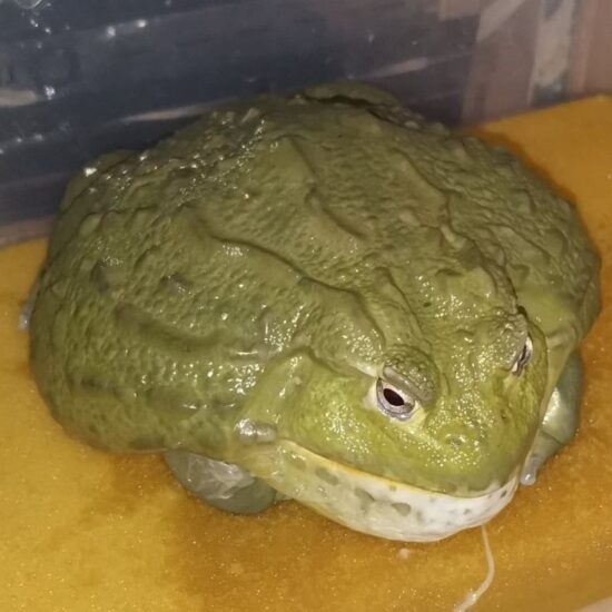 внешний вид лягушки быка