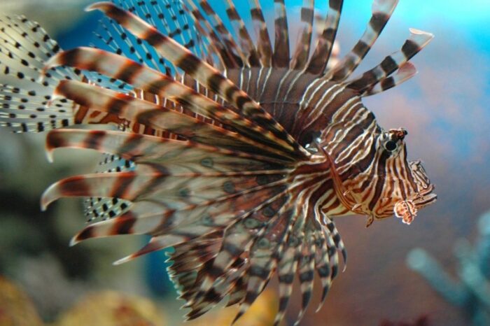 как выглядит лучистая крылатка 