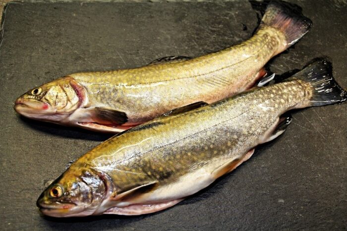 голец из семейства лососевых