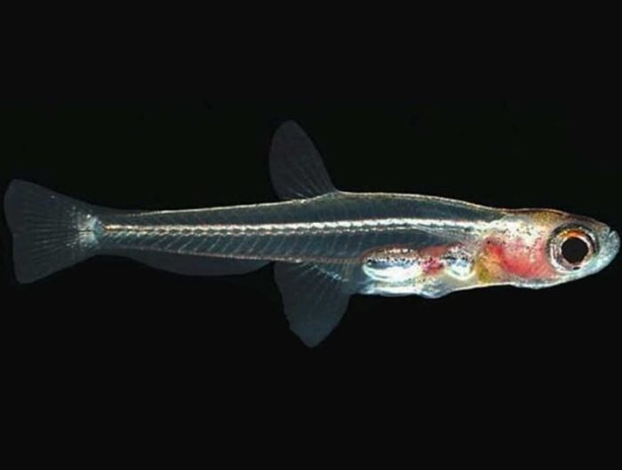 Paedocypris progenetica