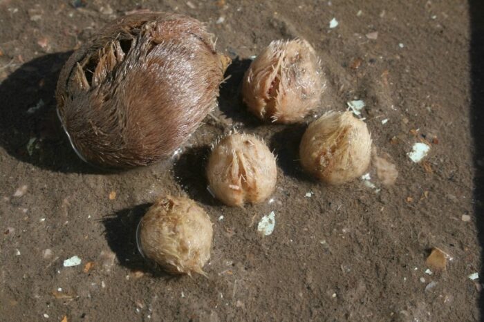 внешний вид морского картофеля 