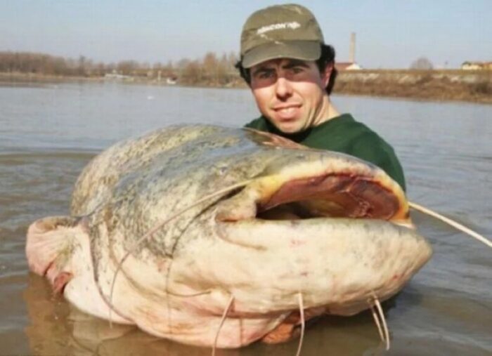 сом с весом более ста килограмм