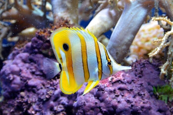 внешний вид рыбы бабочки 