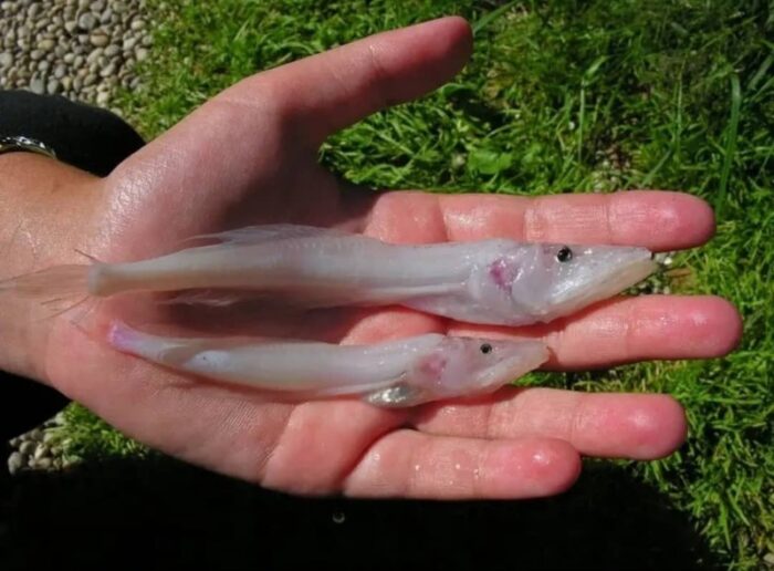 рыба голомянка из озера Байкал