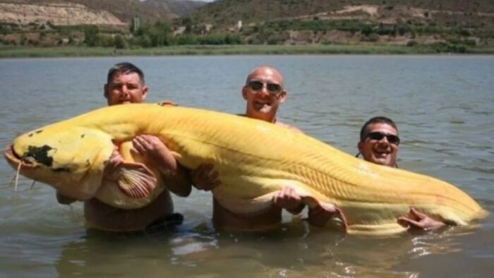 гигантский сом-альбинос