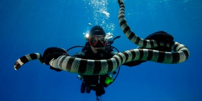 как выглядит морская змея