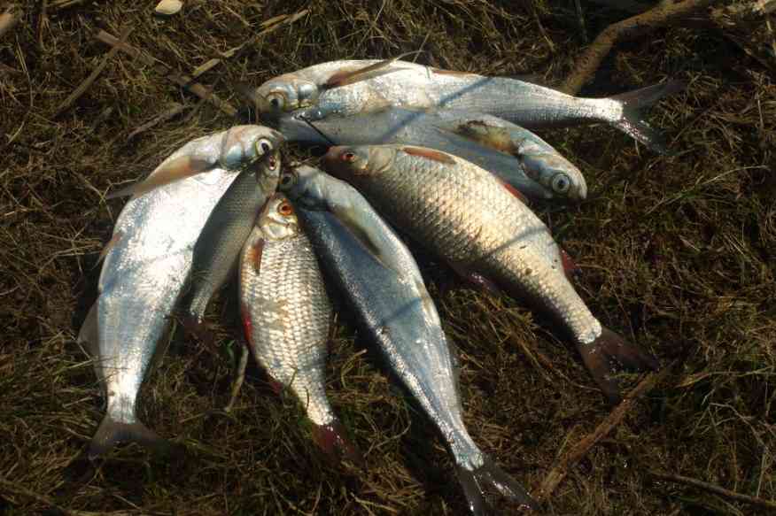 четыре чехони