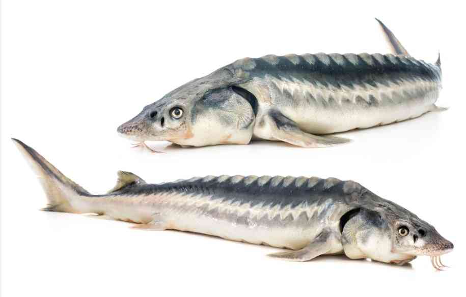 внешний вид осетровых рыб