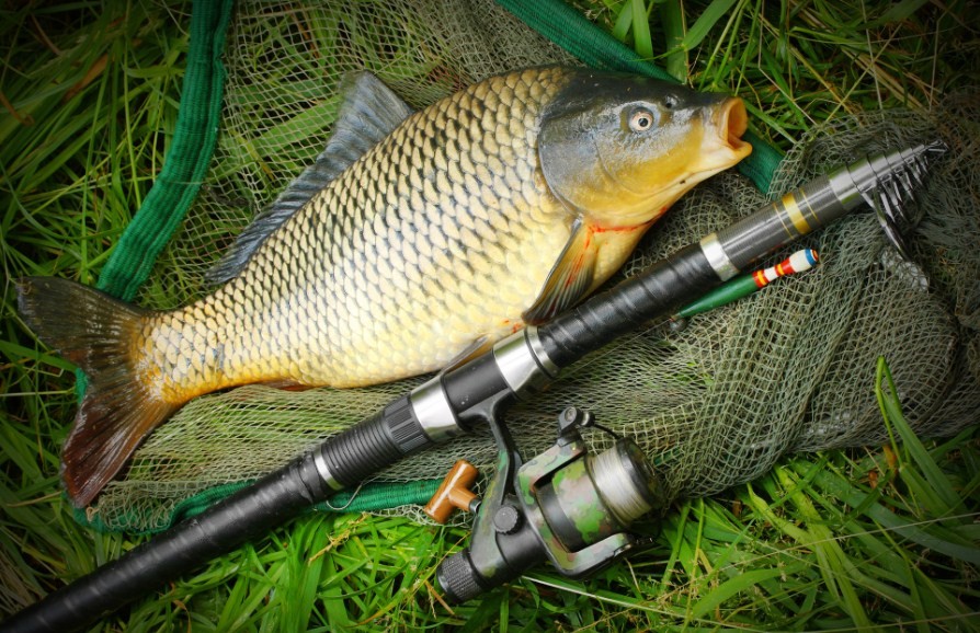 крупный карп