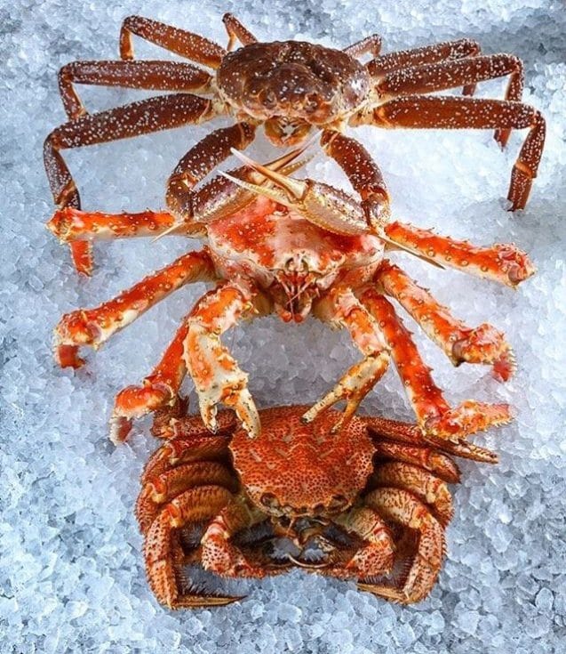 королевсккий краб