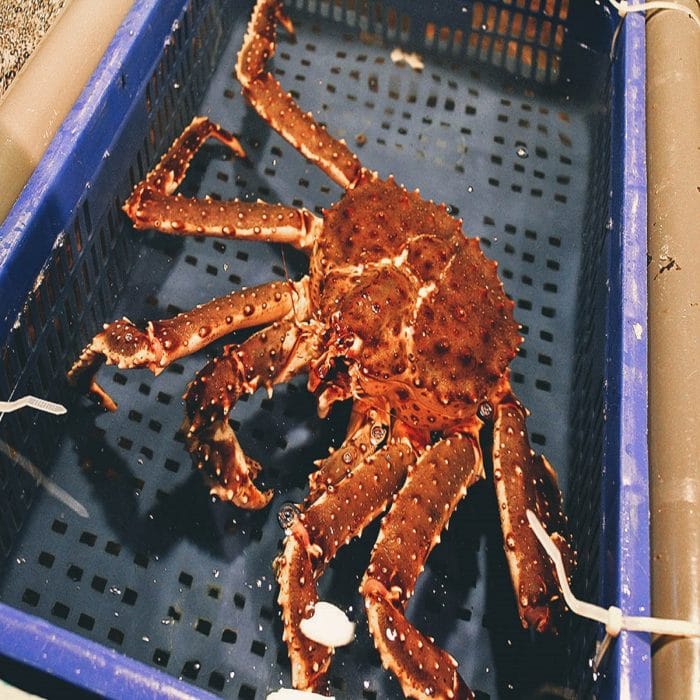 королевсккий краб