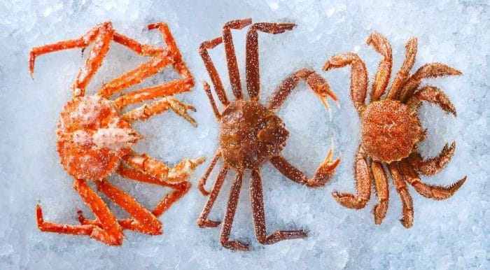 королевсккий краб