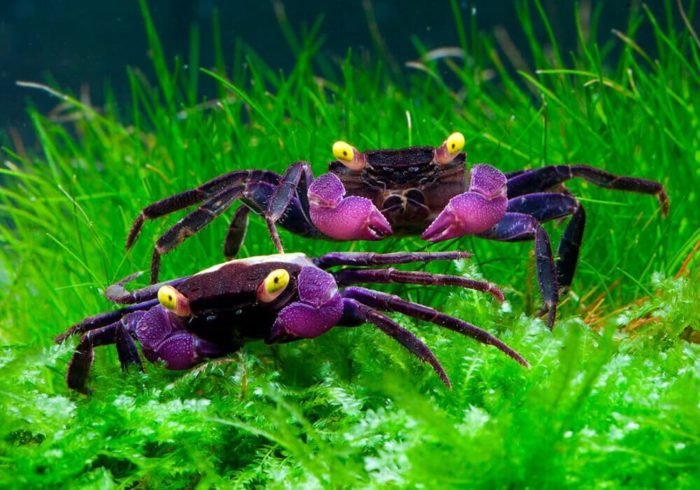 оптимальные условия содержания краба вампира