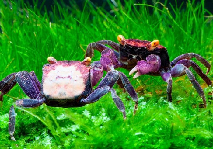 как оформить акватерариум для краба вампира