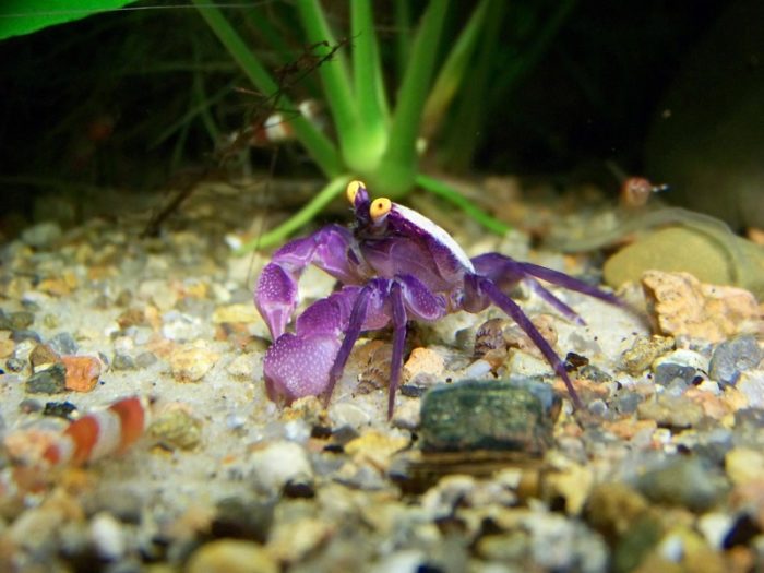 особенности кормления краба вампира