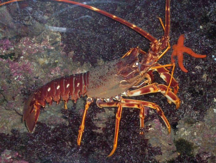лангуст