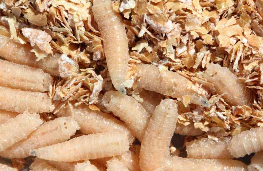 личинки опарыша