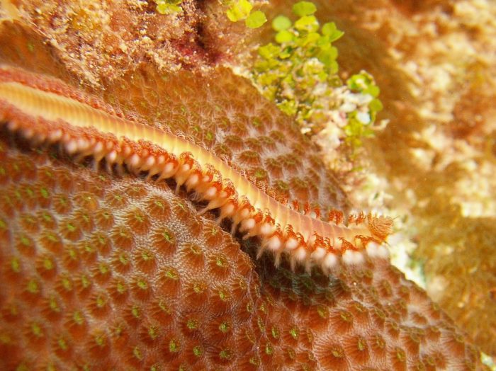 Lophotrochozoa