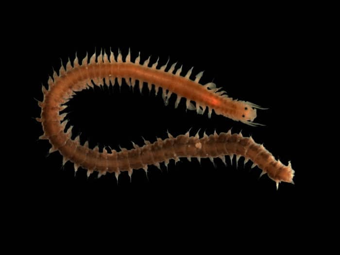 Lophotrochozoa