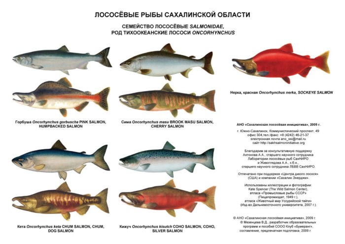популярные лососевые рыбы 