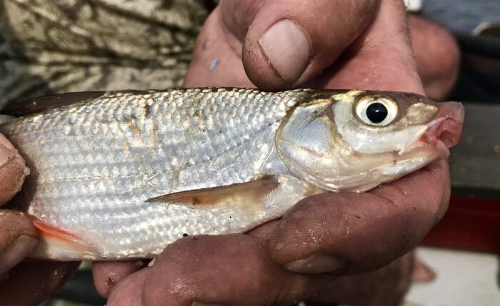Днепровский подуст отличается по виду головы от других 