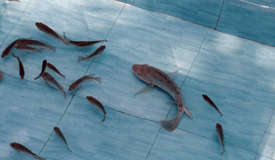 тилапия в пресной воде с мальками