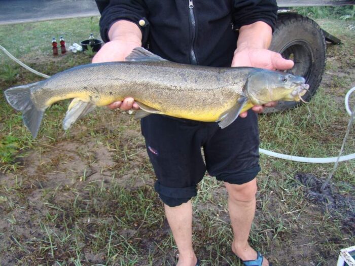 Иллийская маринка хорошо реагирует на ароматические смеси