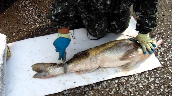 чистка крупного судака специальным ножом