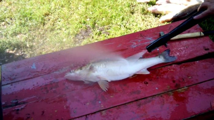 чистка рыбы специальным шлангом