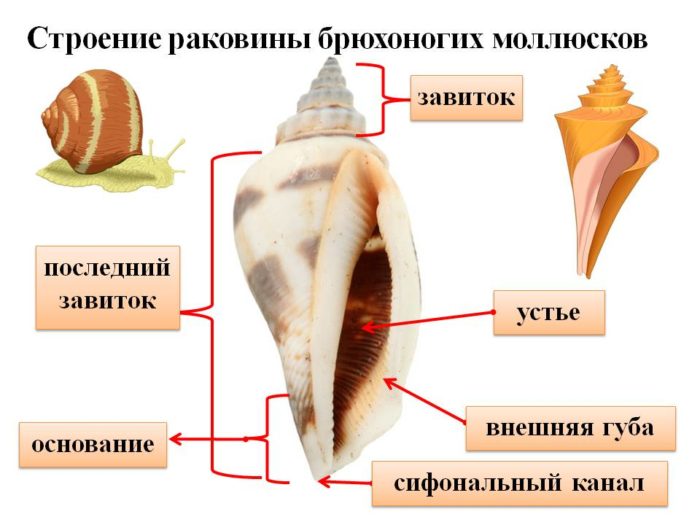 моллюск