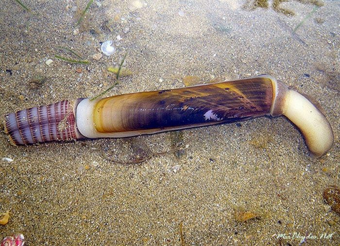 Моллюск морской черенок