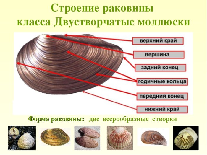 моллюск