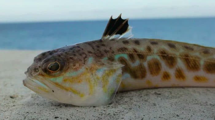 морской дракон