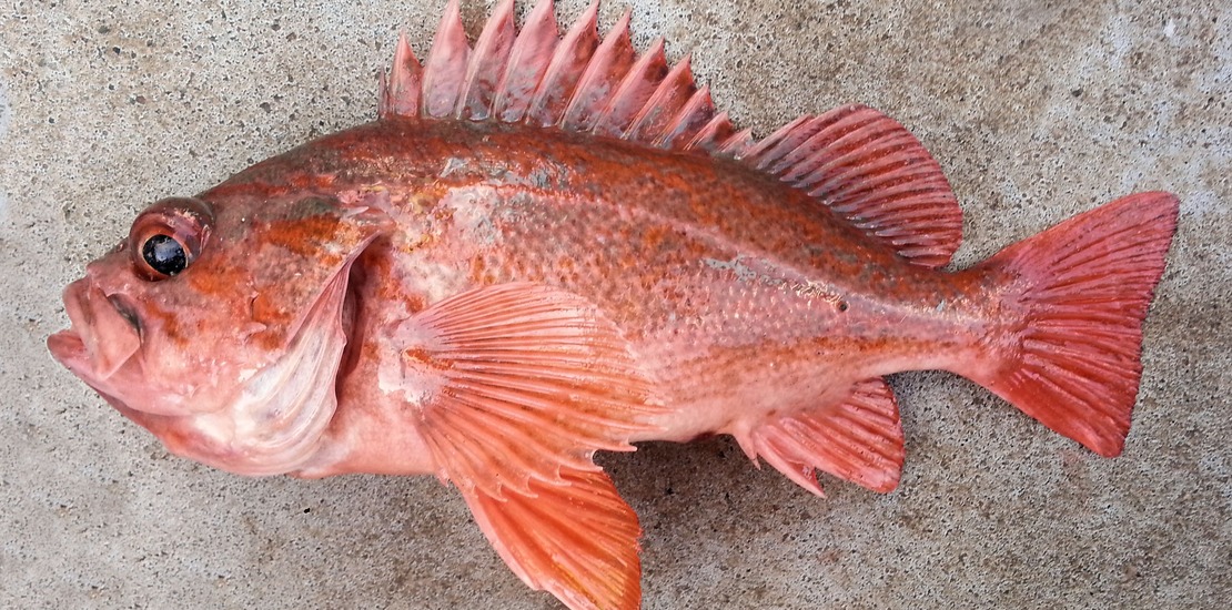 морской окунь