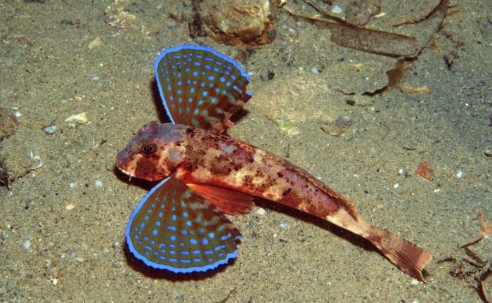 морской петух используется для приготовления деликатесов 