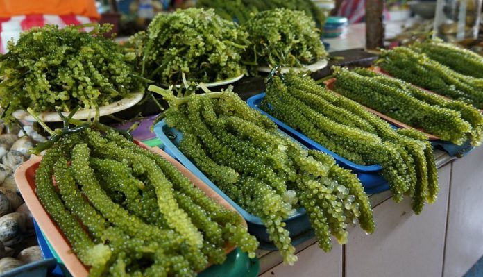 морской виноград