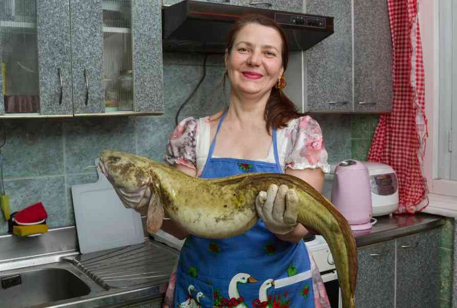 рыба налим