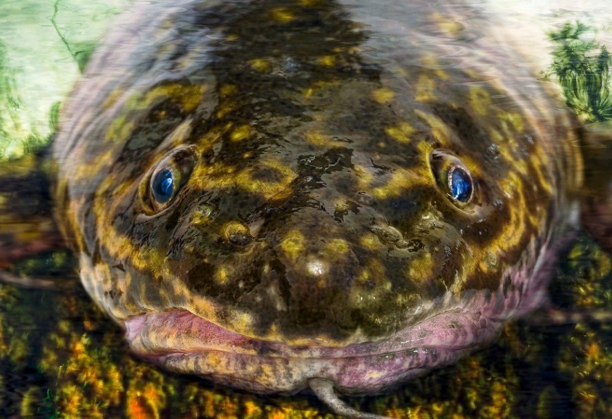 большой налим