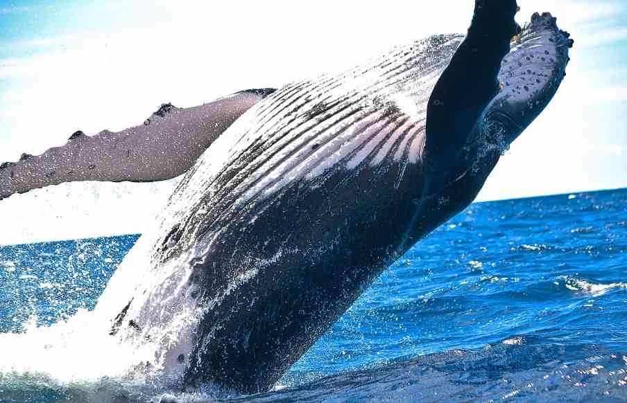 большой кит