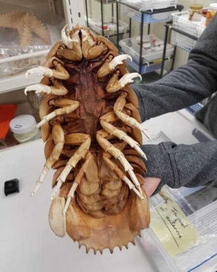 Огромный изопод удивляет и отпугивает