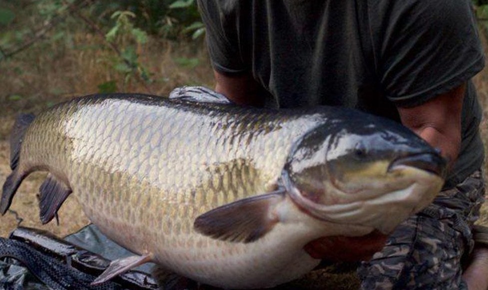 крупный белый амур