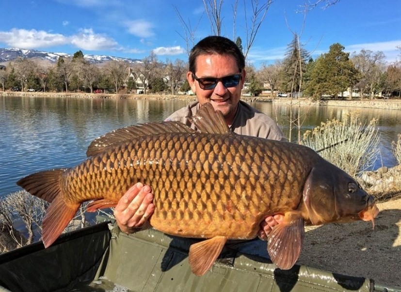 крупный карп