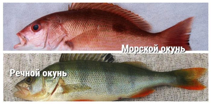 окунь